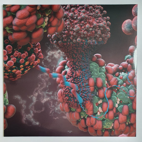 Fossora - secondary